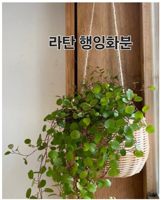 (청프)자연을 엮다, 마음을 채우다_라탄행잉화분 만들기